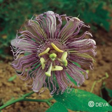 Passiflore (Passion Flower)