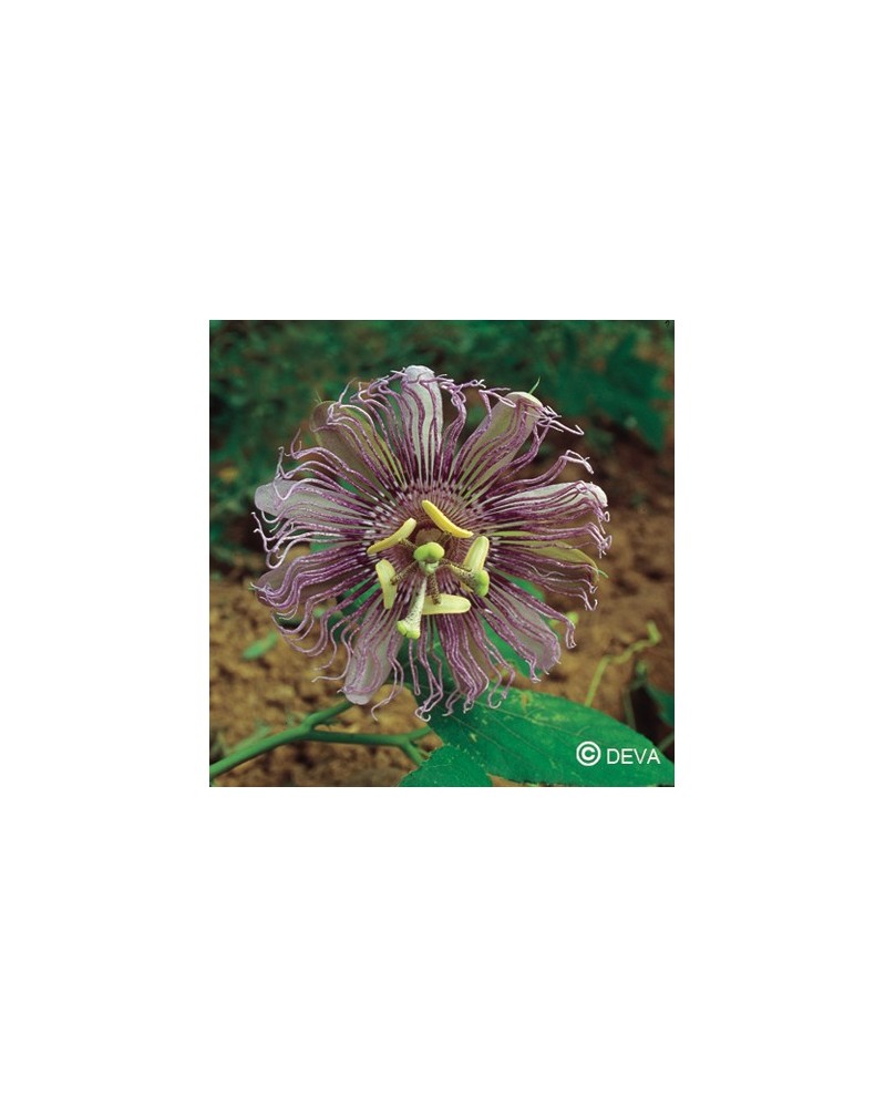 Passiflore (Passion Flower)