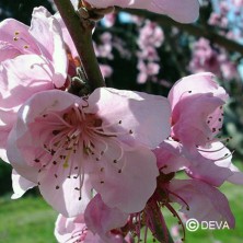 Pêcher (Peach)