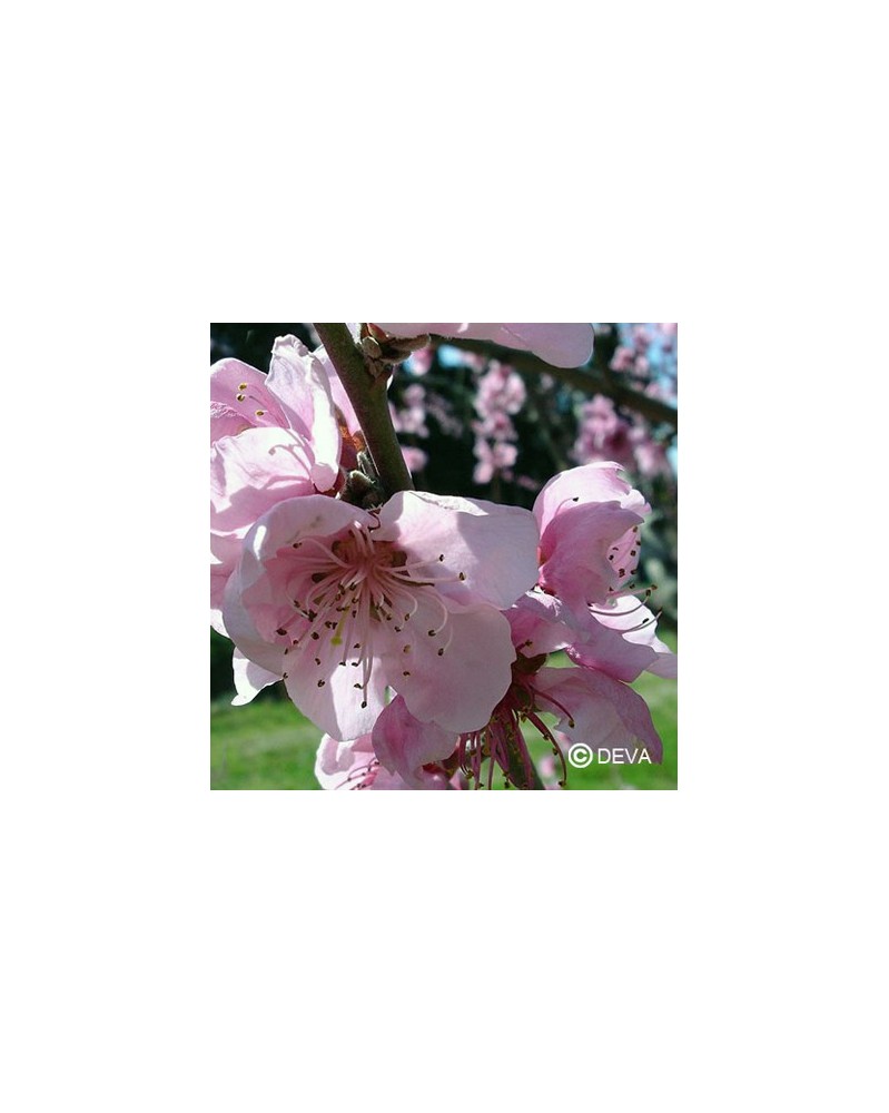 Pêcher (Peach)
