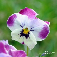 Pensée (Pansy)