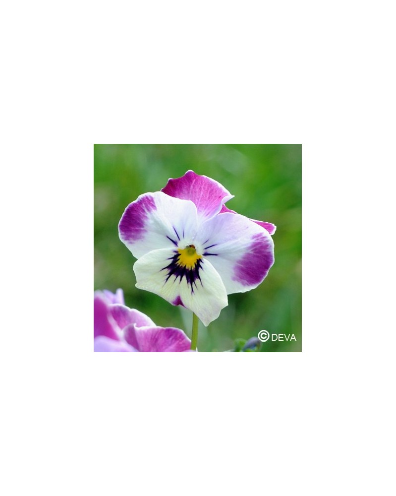 Pensée (Pansy)