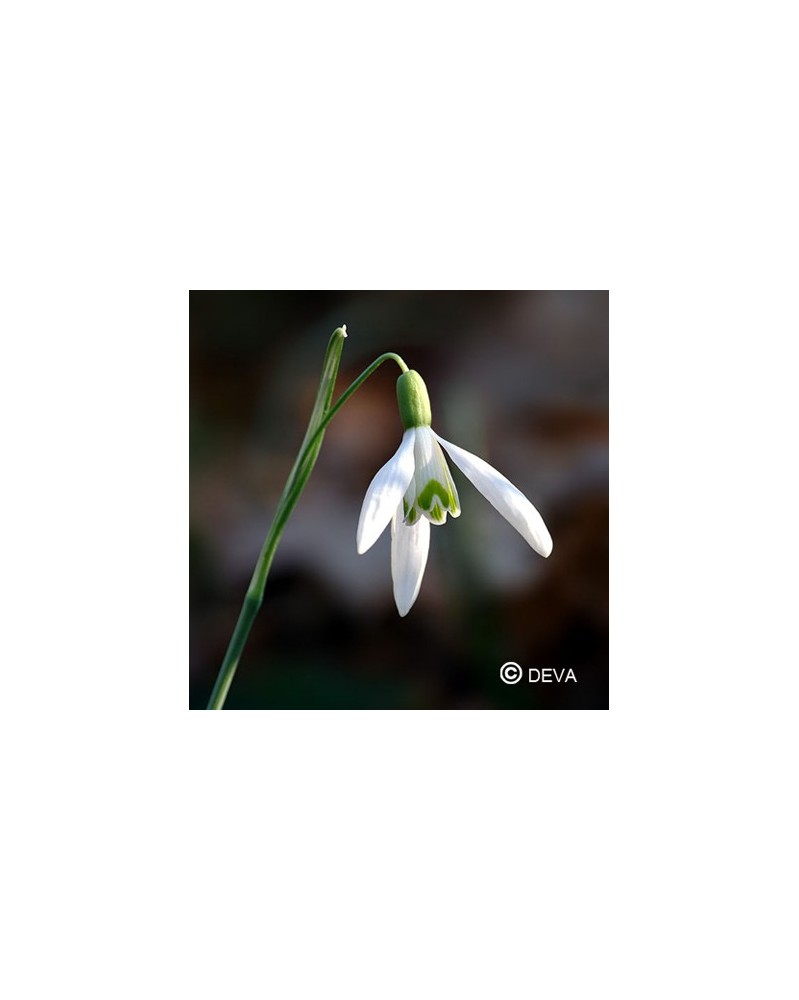 Perce Neige