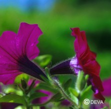 Pétunia