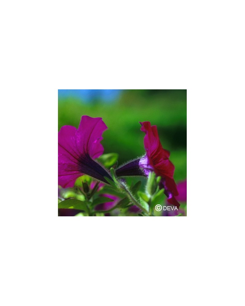Pétunia