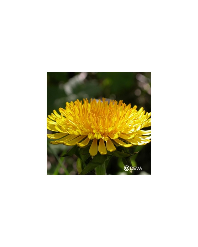 Pissenlit (Dandelion)