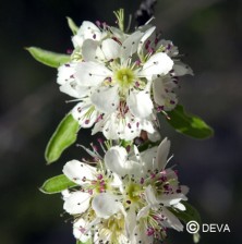 Poirier (Pear)