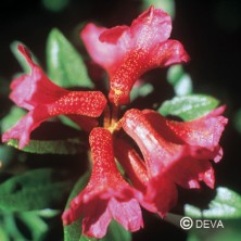 Rhododendron