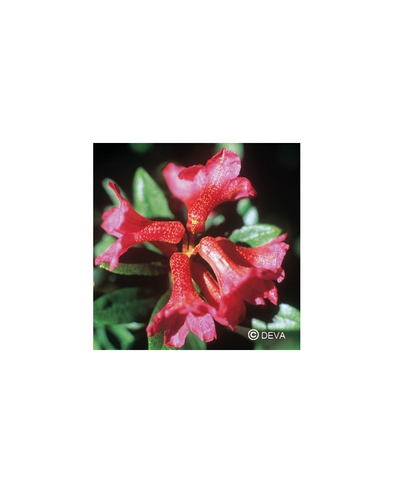 Rhododendron