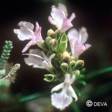 Romarin (Rosemary)