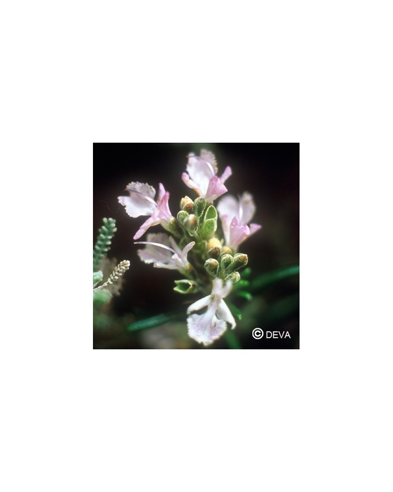 Romarin (Rosemary)
