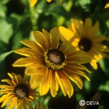 Rudbeckia (Black-eyed Susan)