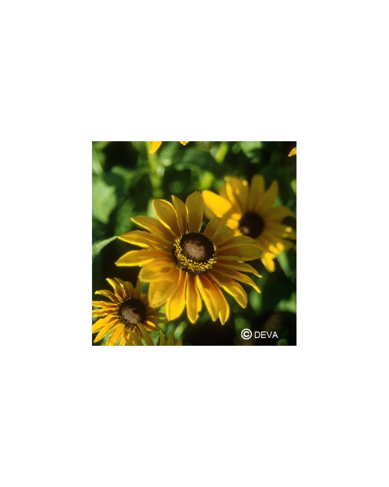Rudbeckia (Black-eyed Susan)