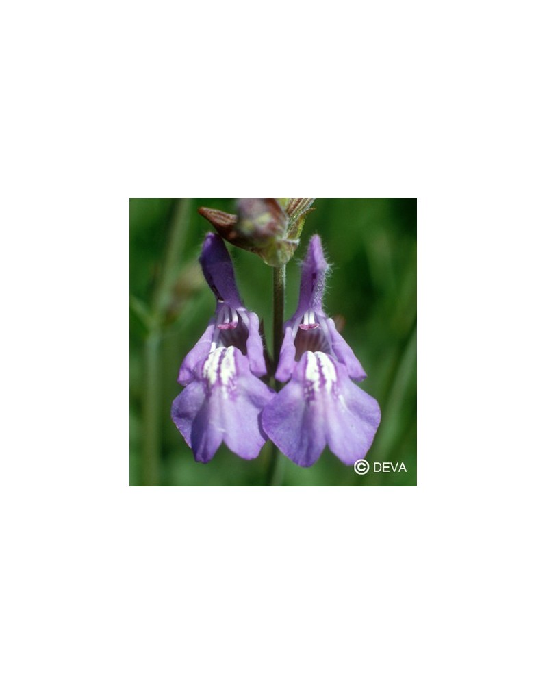 Sauge (Sage)
