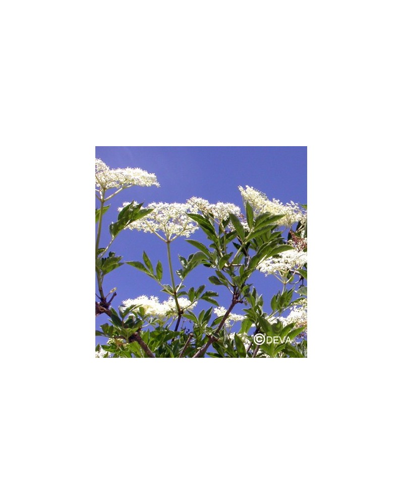 Sureau Noir (Elder)
