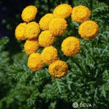 Tanaisie (Tansy)