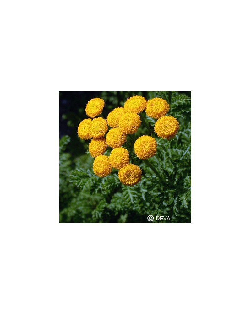 Tanaisie (Tansy)