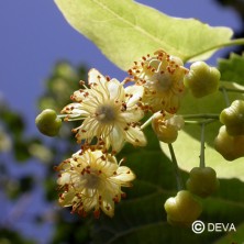 Tilleul (Linden)