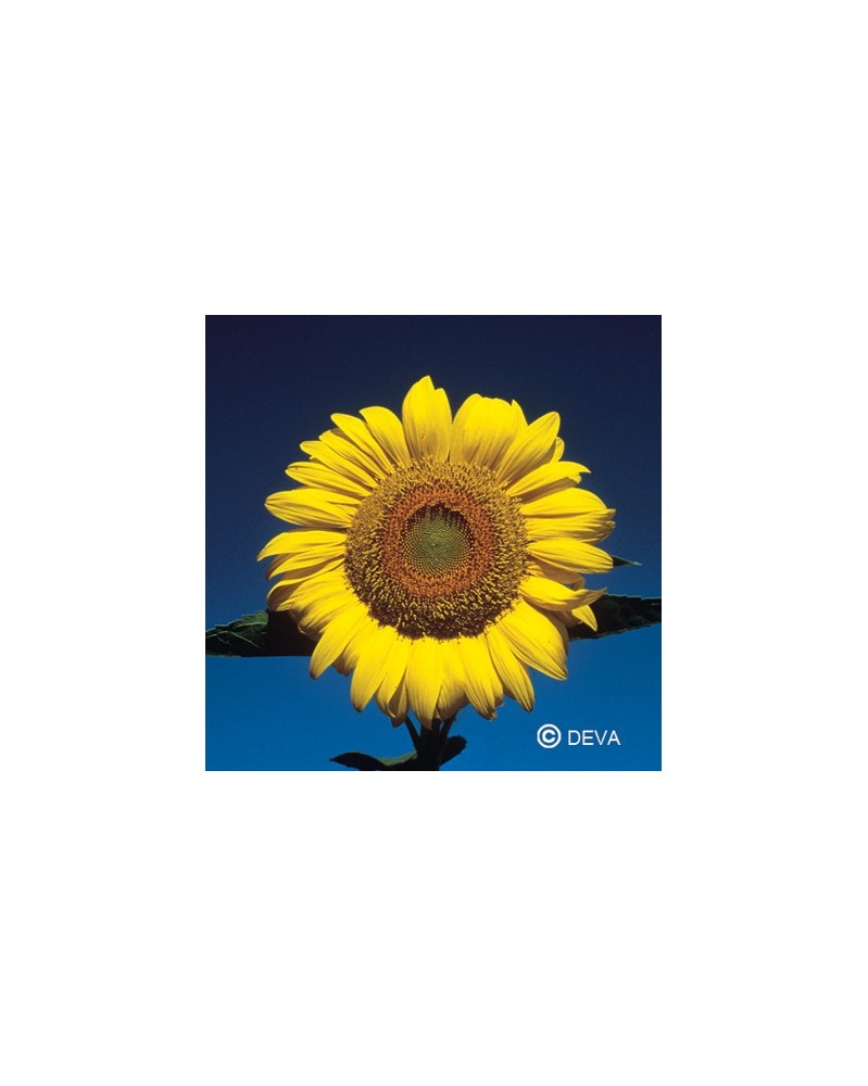 Tournesol