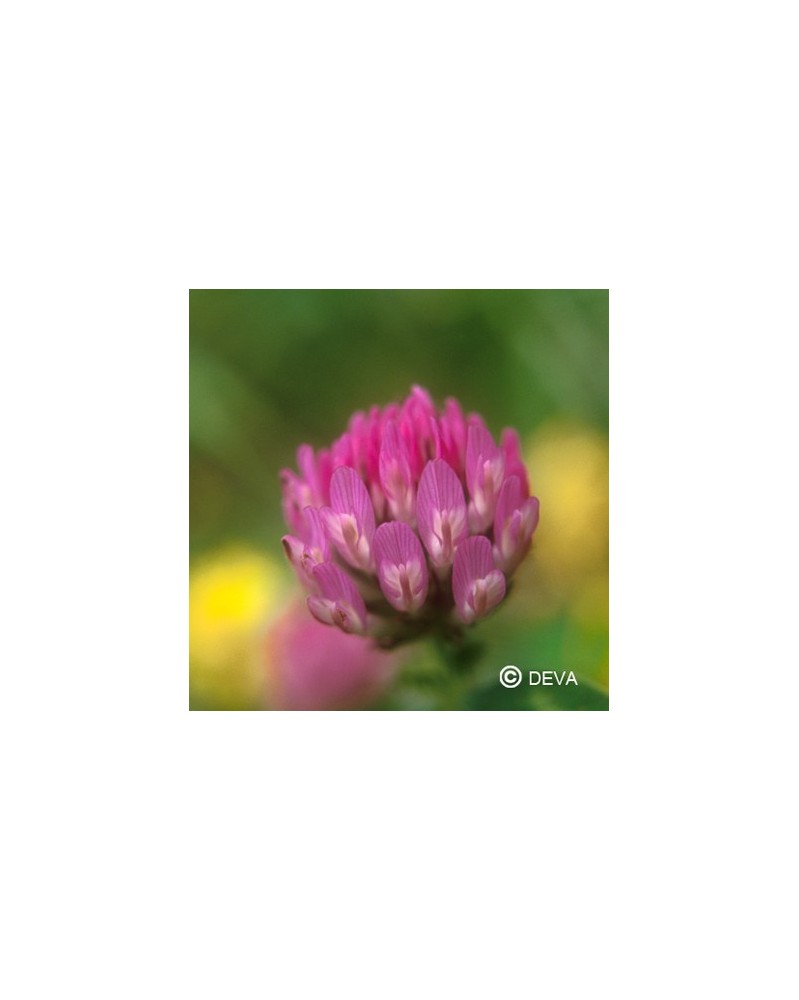 Trèfle rouge (Red Clover)