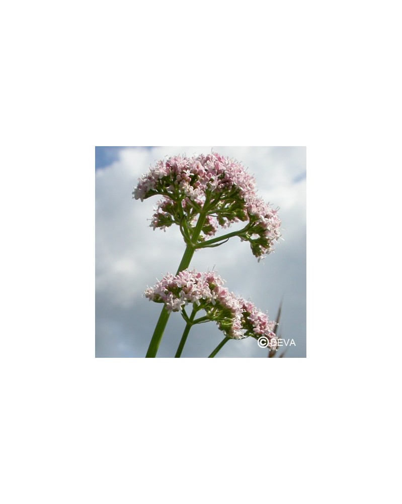 Valériane (Valerian)