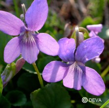 Violette des bois