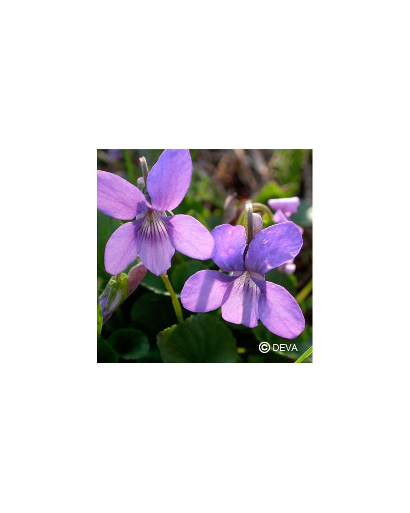 Violette des bois