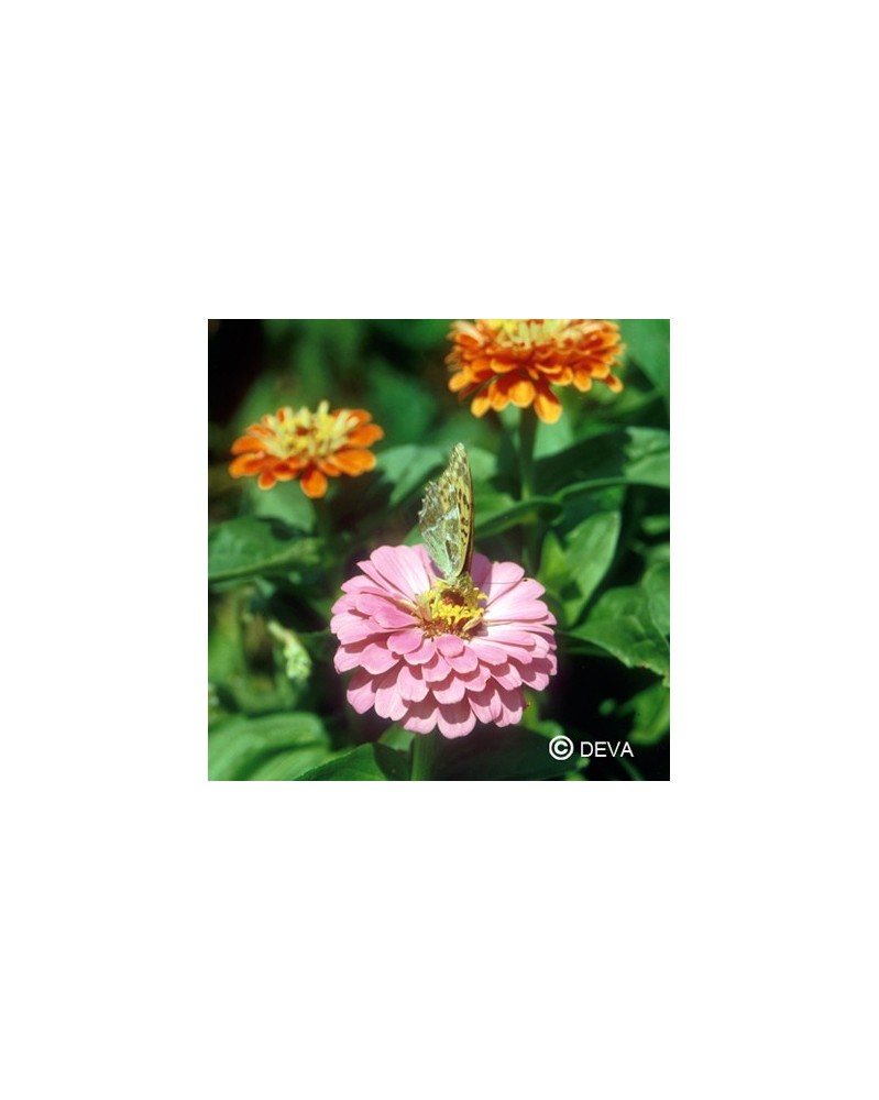 Zinnia