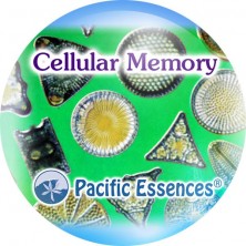Cellular Memory (mémoire...