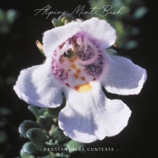 Alpine Mint Bush