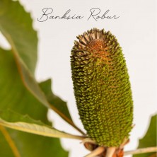 Banksia Robur
