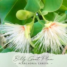 Billy Goat Plum