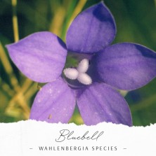 Bluebell