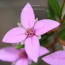 Boronia