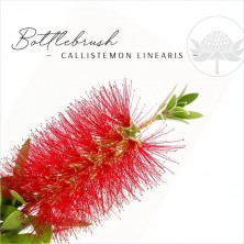 Bottlebrush