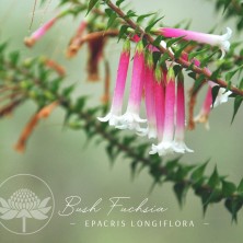Bush Fuchsia