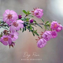 Dog Rose