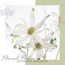Flannel Flower