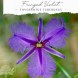 Fringed Violet