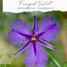 Fringed Violet