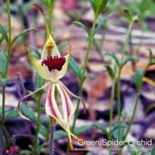 Green Spider Orchid