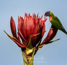 Gymea Lily