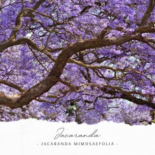 Jacaranda