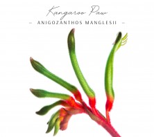 Kangaroo Paw