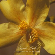 Kapok Bush