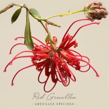Red Grevillea