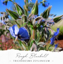 Rough Bluebell