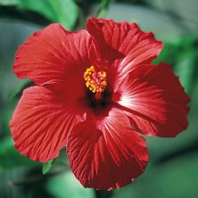 Hawaiian 4 - Red Hibiscus Deep Healing