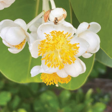 Calophyllum