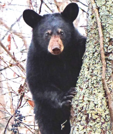 Bear - Ours